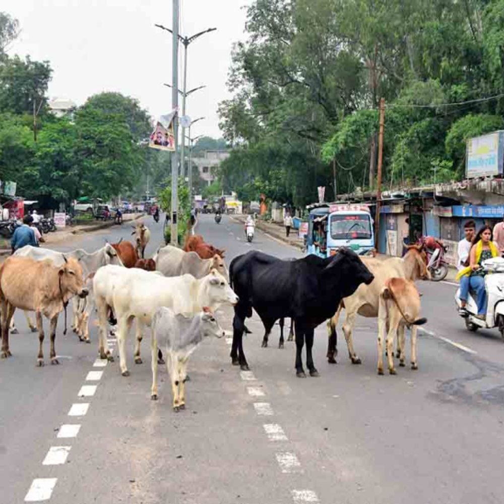 डेयरी प्रोजेक्ट का गोबर:नगर की कार्रवाई ठप, न संचालकों को नोटिस दे रहे न ही जुर्माना की हो रही कार्रवाई