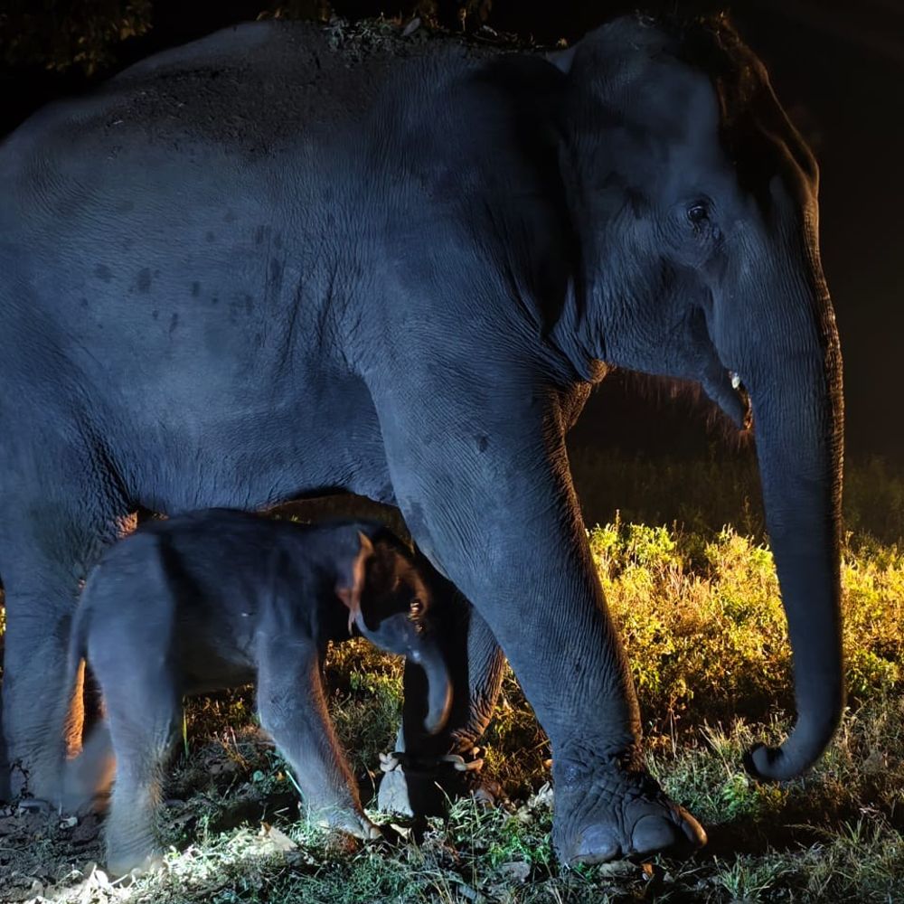 उमरिया में हथिनी बांधवीय ने दिया शावक को जन्म:बठान कैंप में डॉक्टरों की टीम कर रही निगरानी; बांधवगढ़ टाइगर रिजर्व में अब 16 हाथी