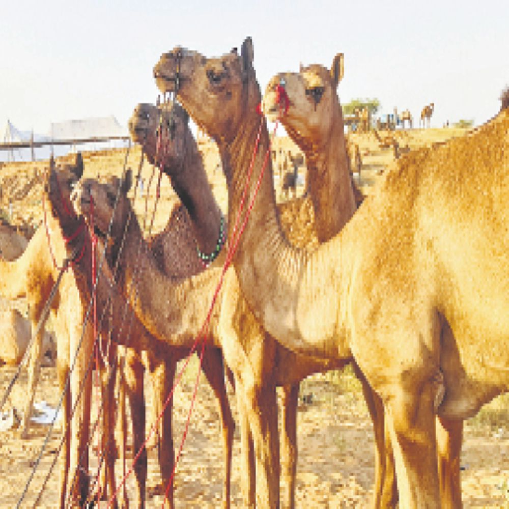 11 साल तक पाबंदी का असर:पुष्कर मेले में इस बार अधिक आएंगे पशु, ऊंटों को राज्य से बाहर भेजने पर पाबंदी हटने से बढ़ेगी इनकी खरीद-फरोख्त