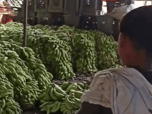 केमिकल के घोल में पकाते हैं केला:जो हिस्सा हरा रह जाता है, वहां लगा देते हैं पीला रंग